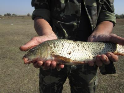 Прикрепленное изображение: IMG_0310.JPG